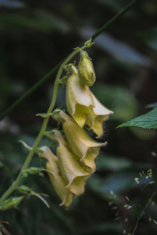 a yellow flower growing on a nch in a forest