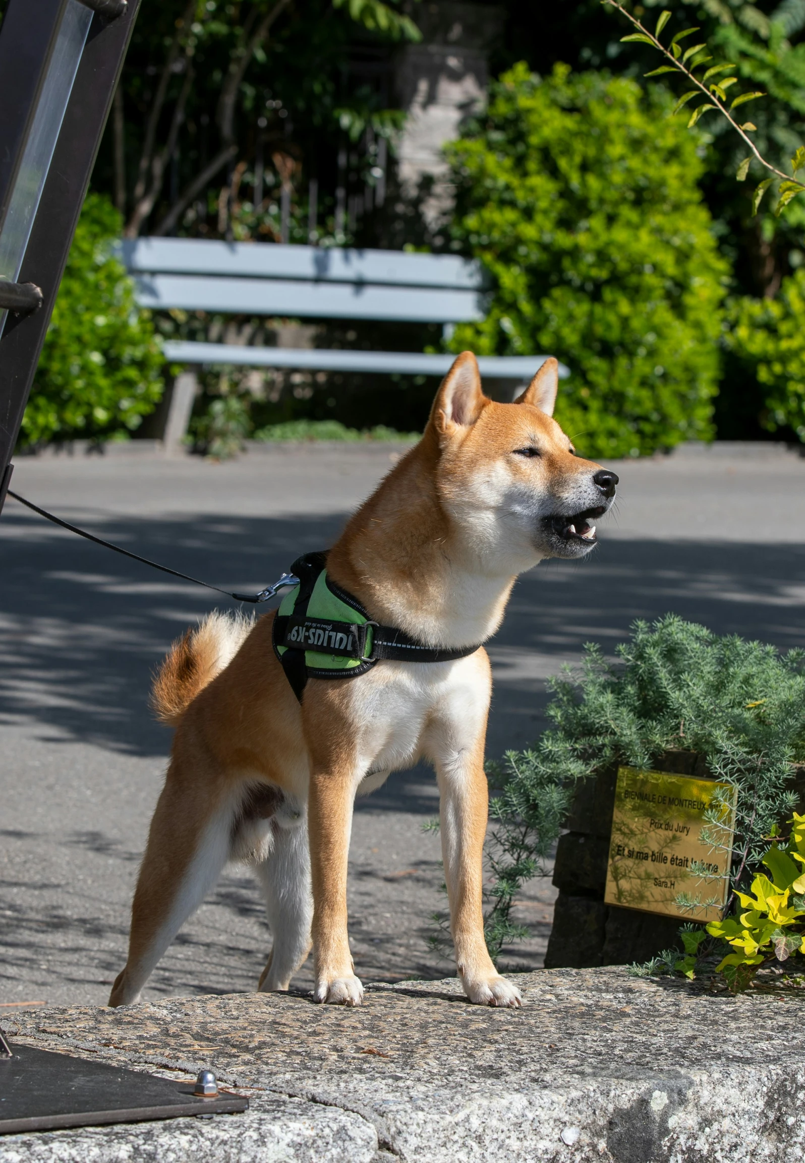 a brown and white dog with leash standing on cement