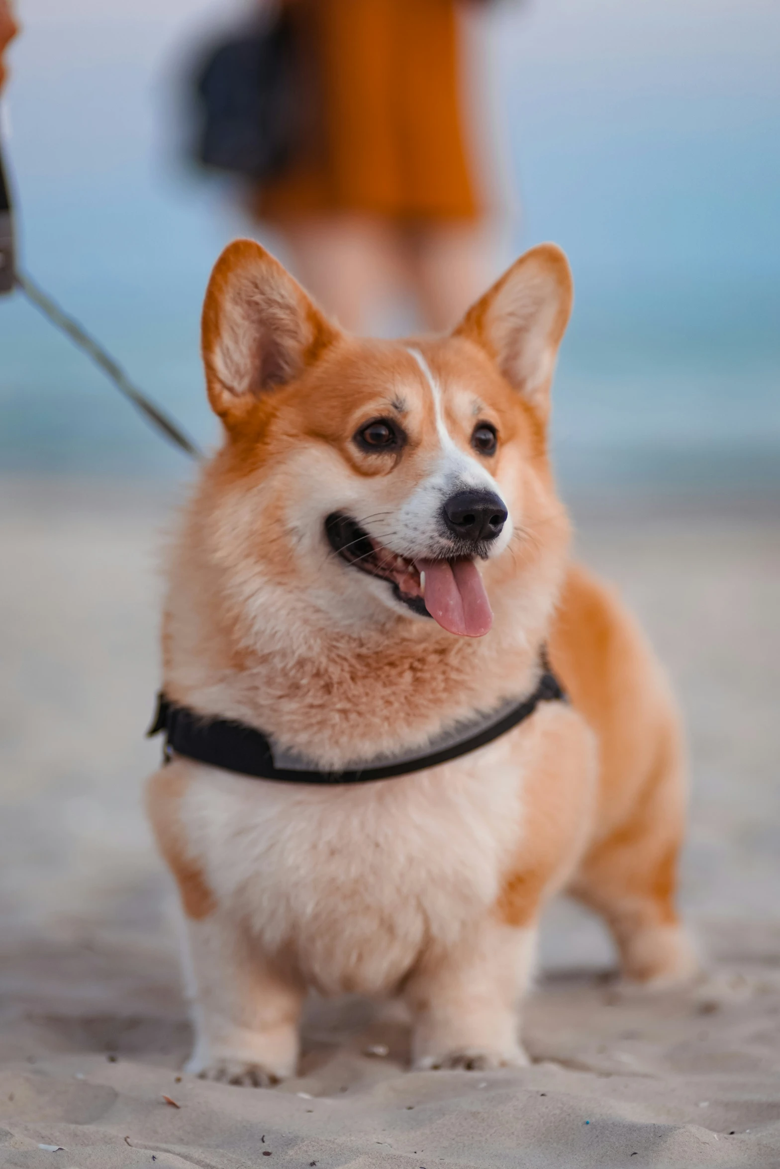 the dog stands on the sandy beach beside its owner