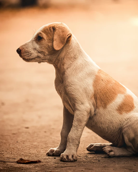 the puppy looks like he is waiting for someone to take it