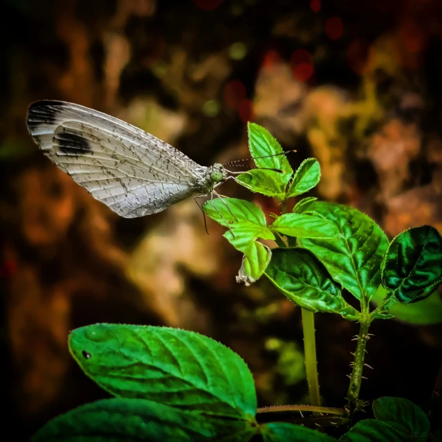 a erfly sitting on top of a green plant