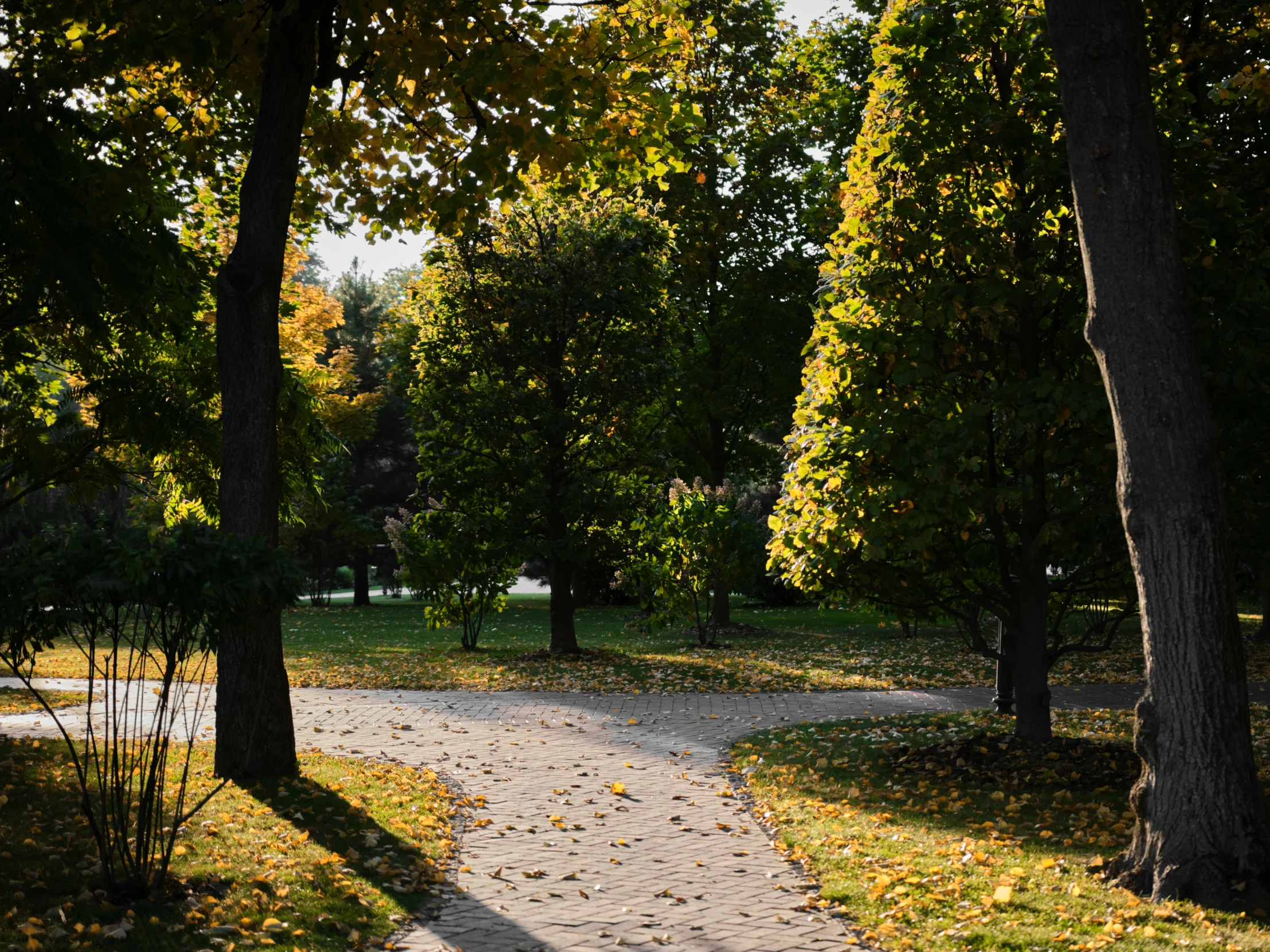 a pathway that runs along the grassy sides of trees