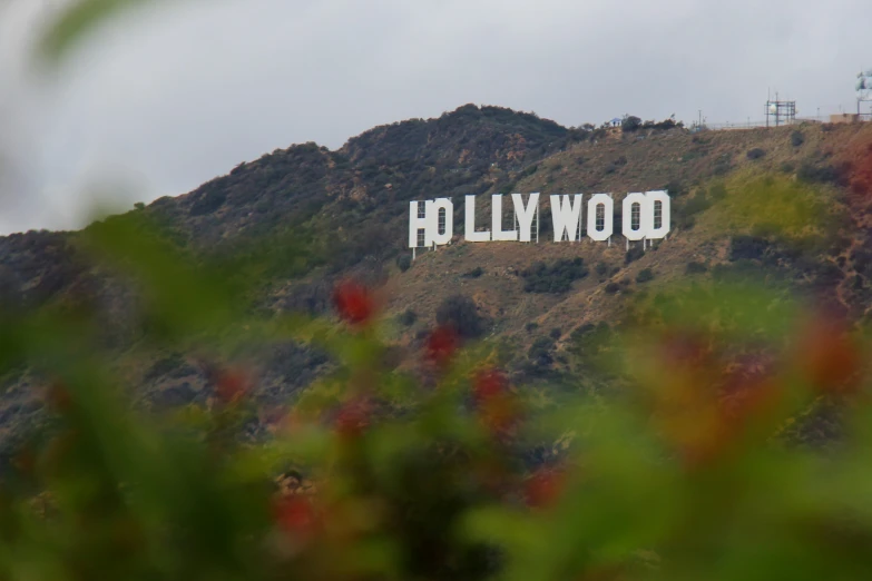 the hollywood sign is visible from a forested hill