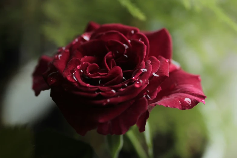 a large red rose with water drops on it
