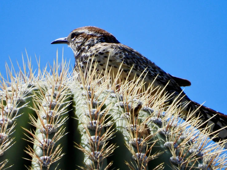 an image of a bird sitting in a cactus