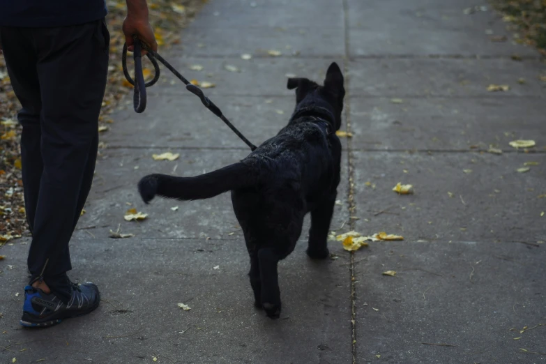 a dog is being walked on the sidewalk