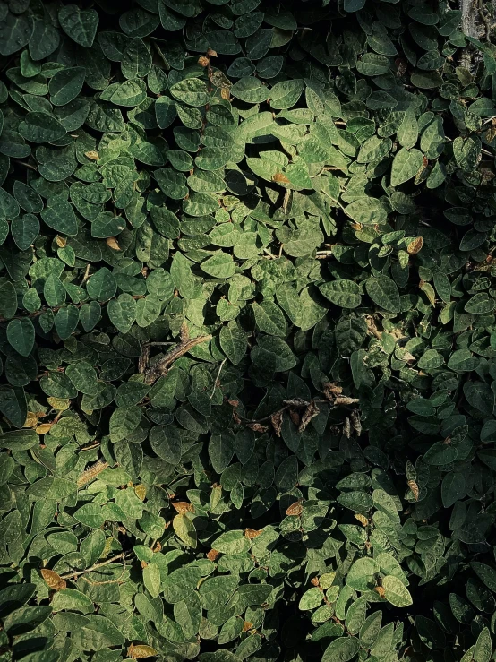 a green patch with leaves on it