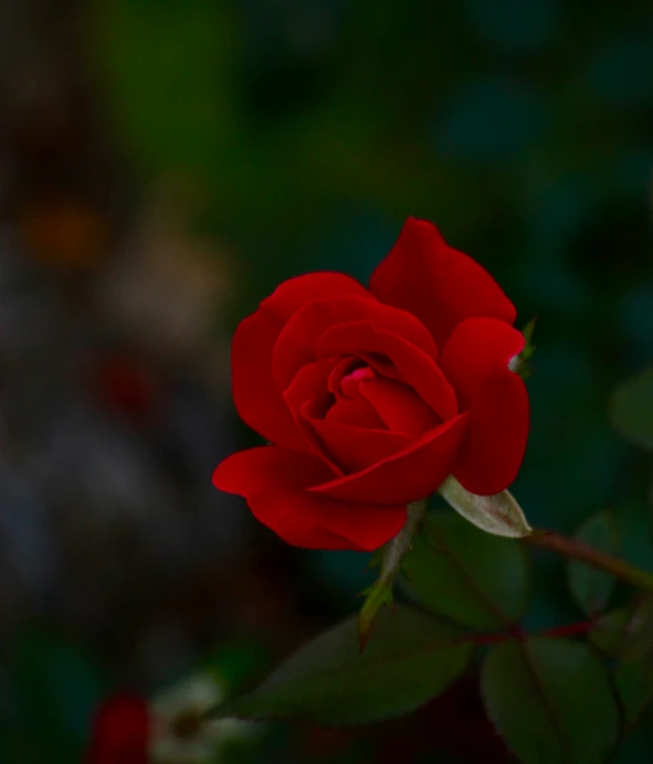 the bloom of a red rose is very beautiful