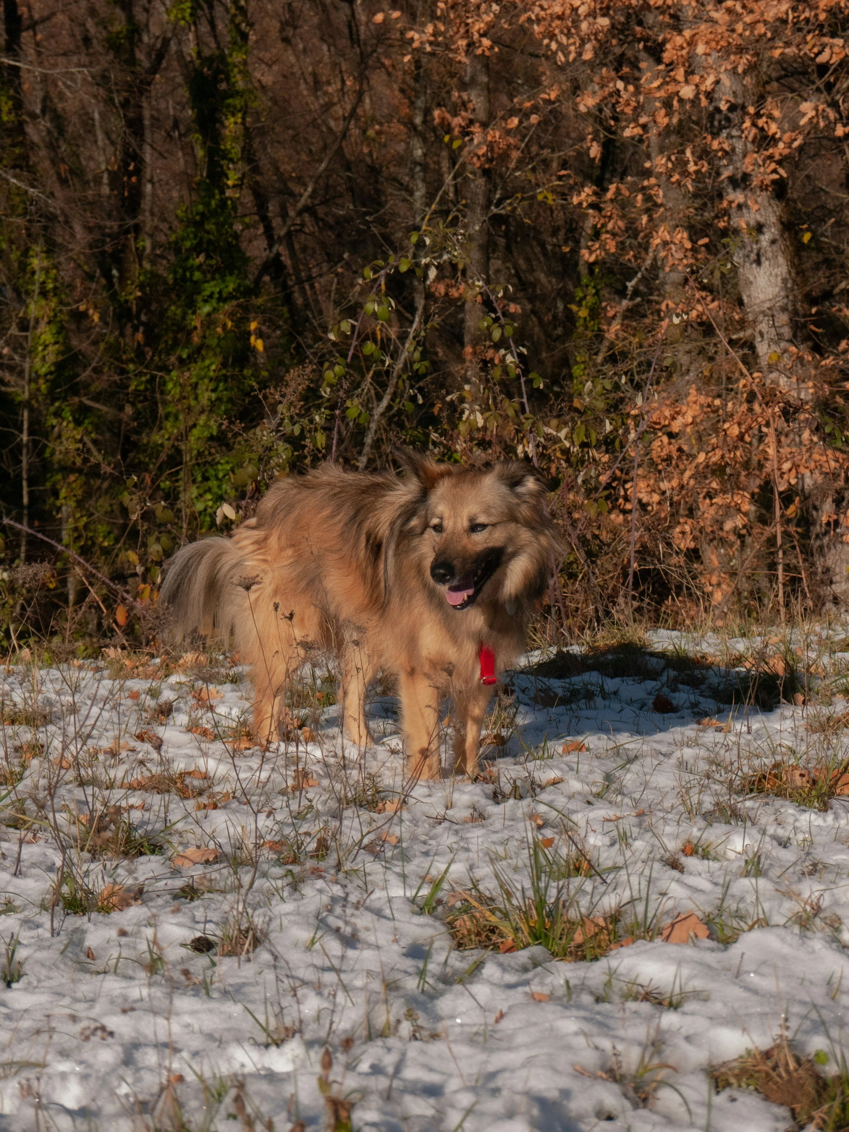 a dog that is standing in the snow