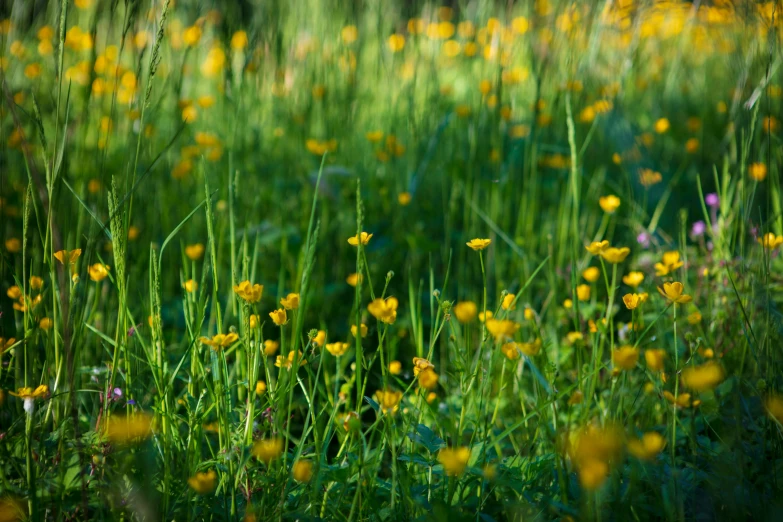 the yellow flowers are growing in the grass