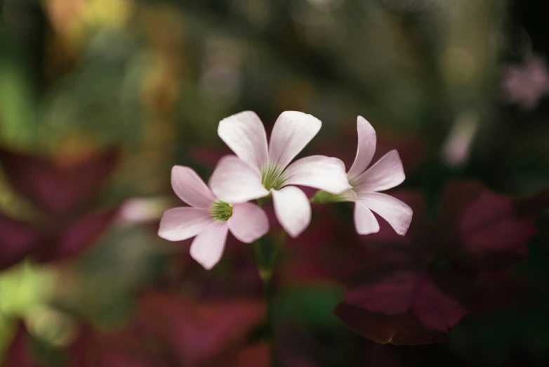 two pink flowers with some red and purple plants in the background