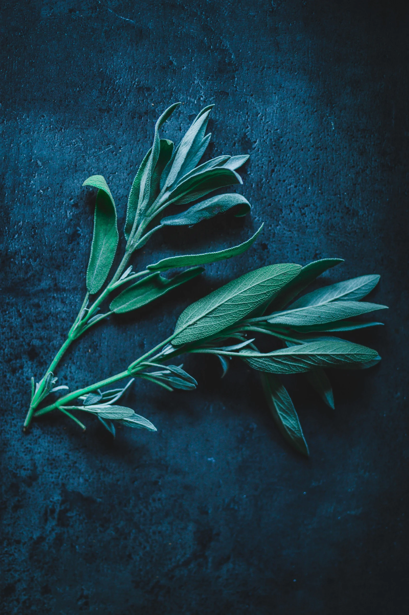 leaves with buds that are green and some brown on top