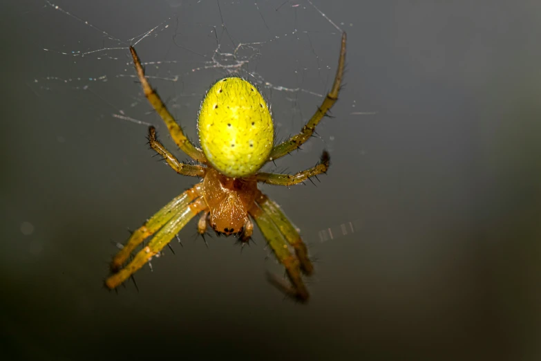 there is a spider with a yellow ball in it's abdomen