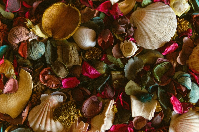a pile of different shells with other pieces