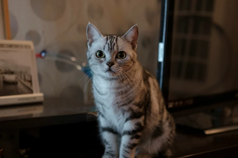 a small cat sitting on top of a table