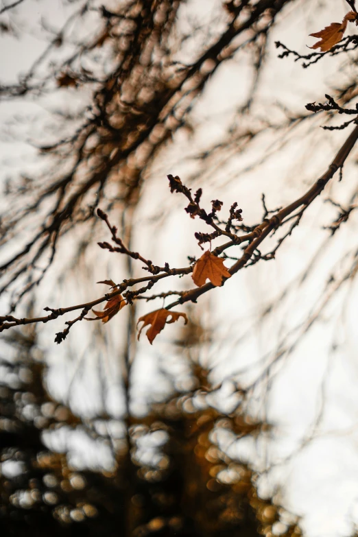 a bunch of dry leaves in a tree