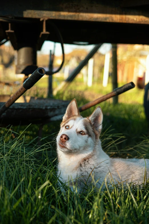 the dog is laying in the grass near a log