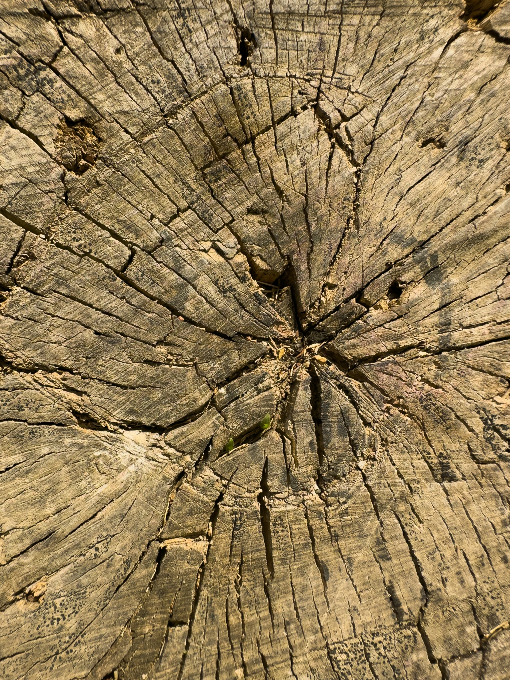 a large piece of tree wood with a knoted saw - cut design