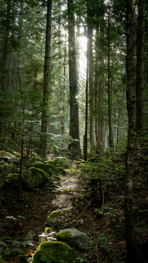 a path is shown through some very tall trees