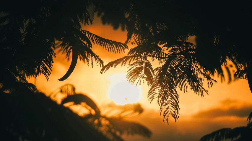 the setting sun behind some green trees