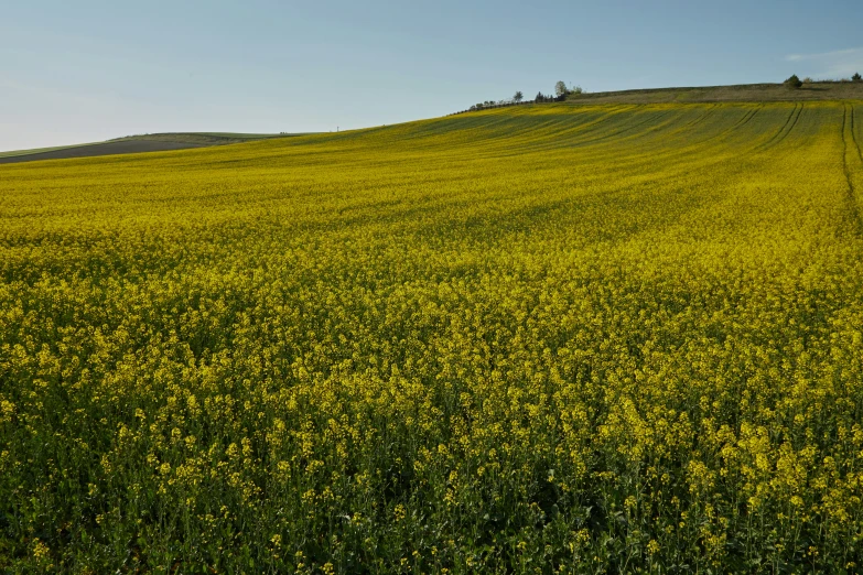 the sun shines on a green grassy hill with yellow flowers