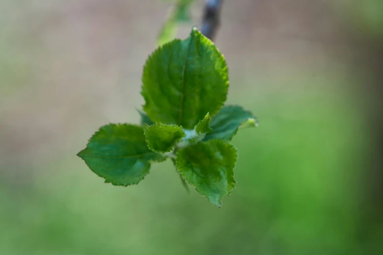 there is a leaf that has just been taken