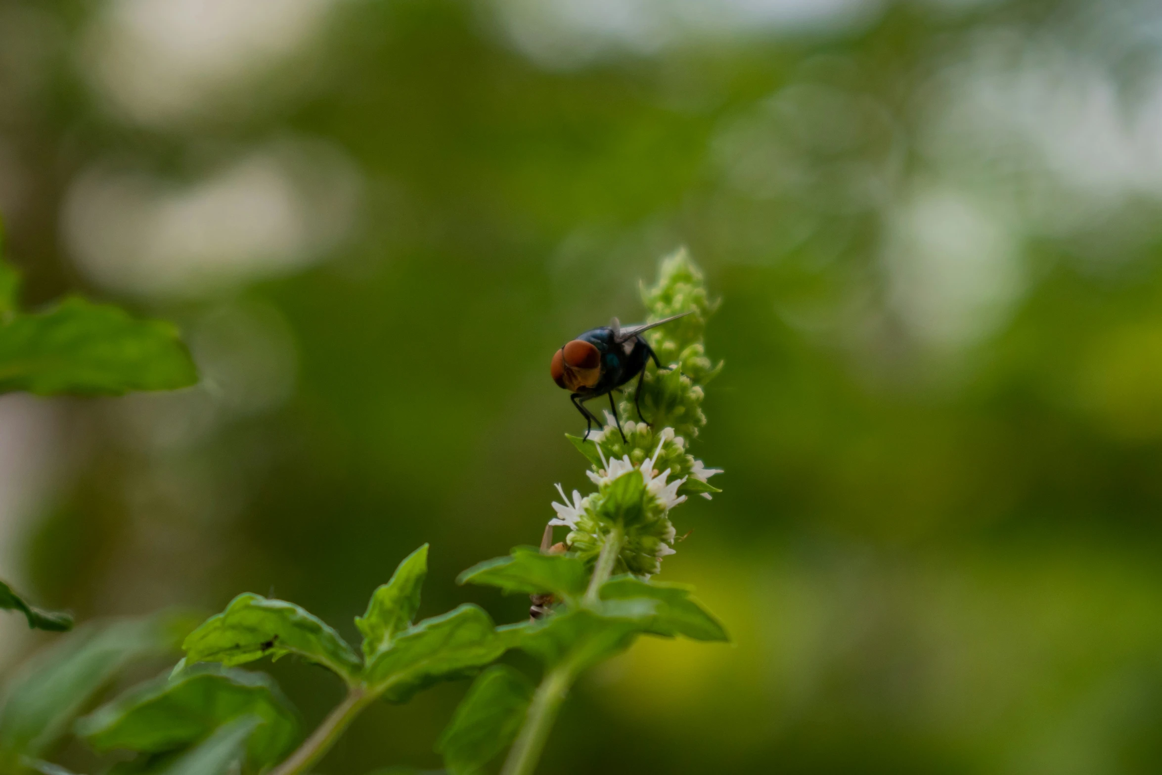 a close up of a bug on a plant