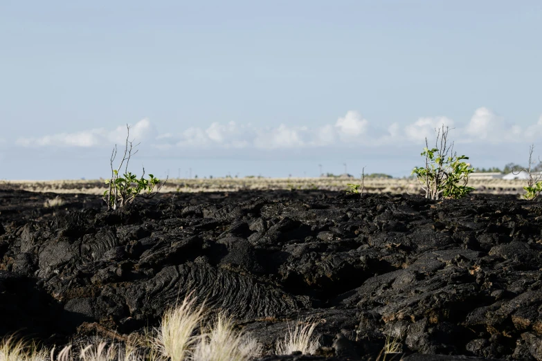 some plants growing from an open desert on the horizon