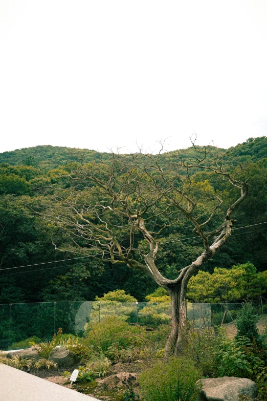 a tree with some very thin nches in a grassy area