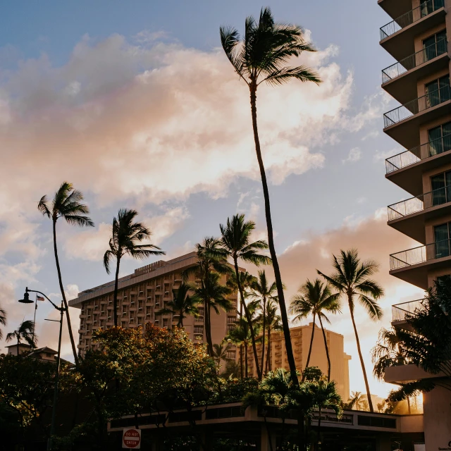 palm trees and building with street sign near by