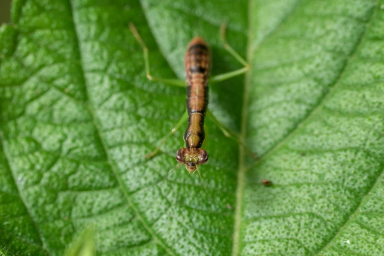 a bug on top of a leaf with its prey