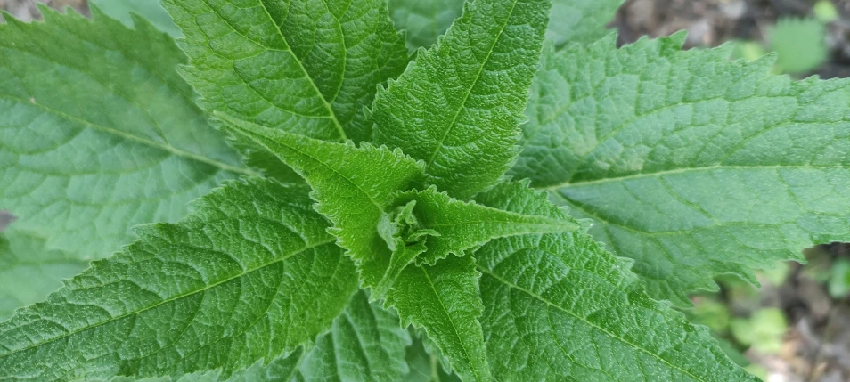 an image of a leafy plant with some water droplets on it