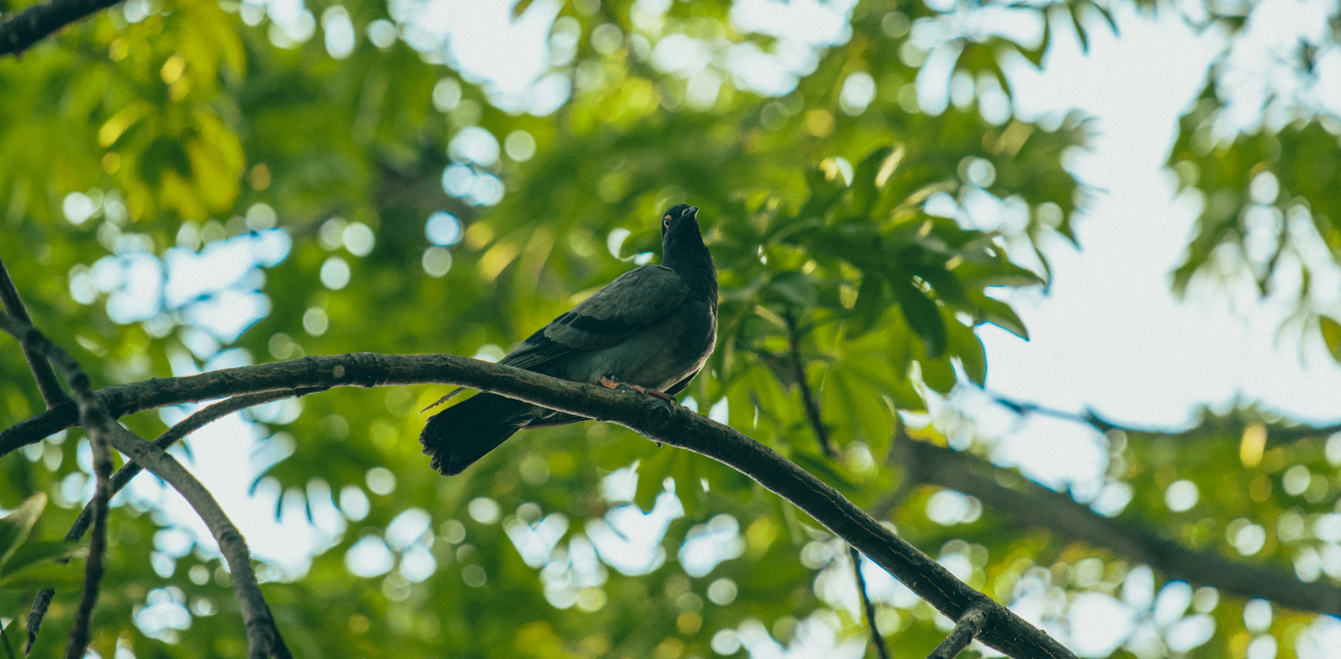 a small bird perched on a limb of a tree