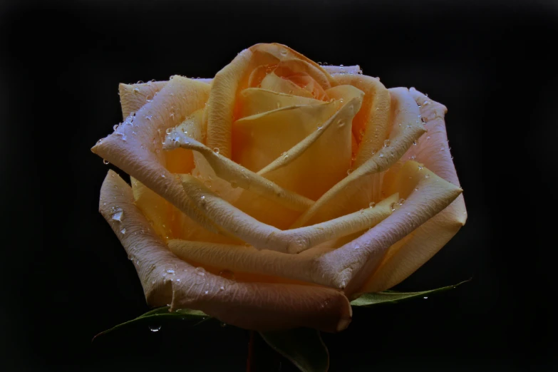 a large yellow rose with water droplets on its petals