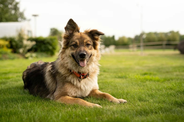 a brown and black dog laying on top of green grass