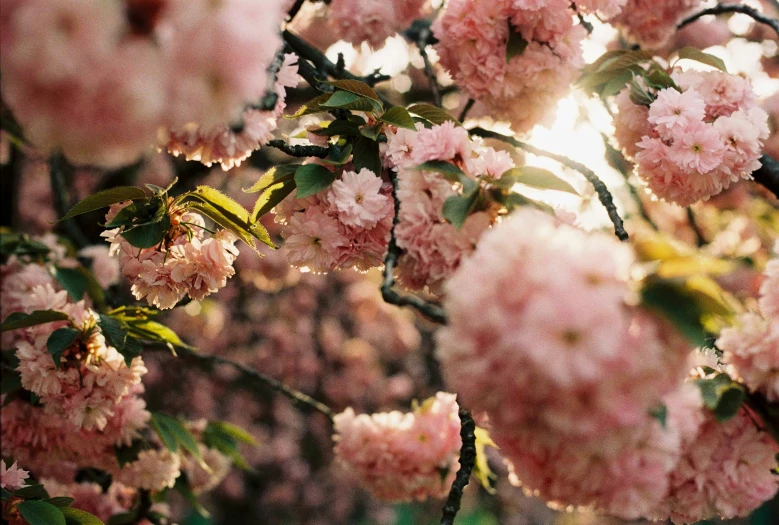 the blossoms of pink flowers with the sun shining through