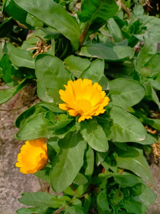 two yellow flowers in a garden with a cement walkway