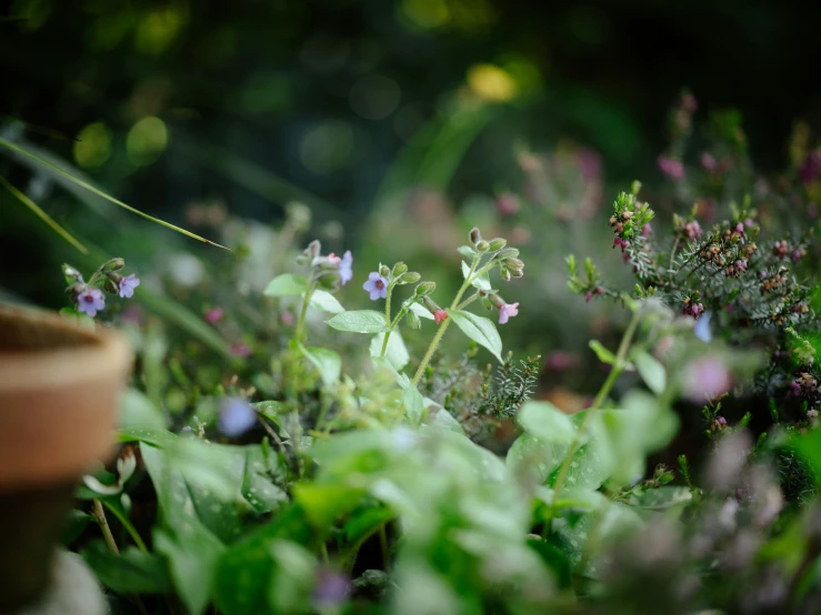 a close up of some purple flowers near some green grass