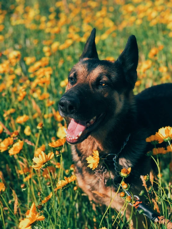 the german shepherd is in a field full of yellow flowers