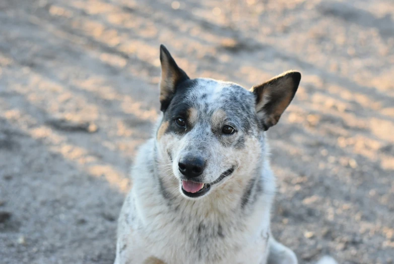 a close up of a dog in dirt with its tongue out