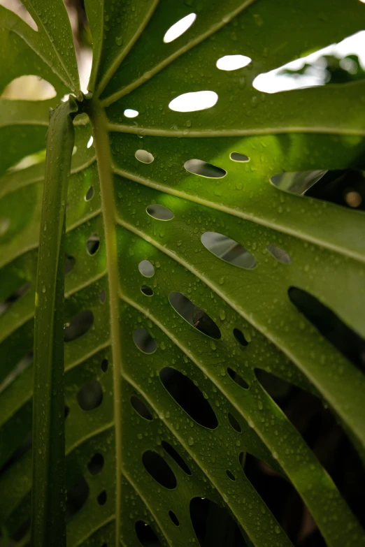 an image of the back side of a large leaf