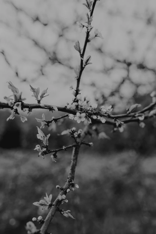 a close - up of a nch with fruit buds