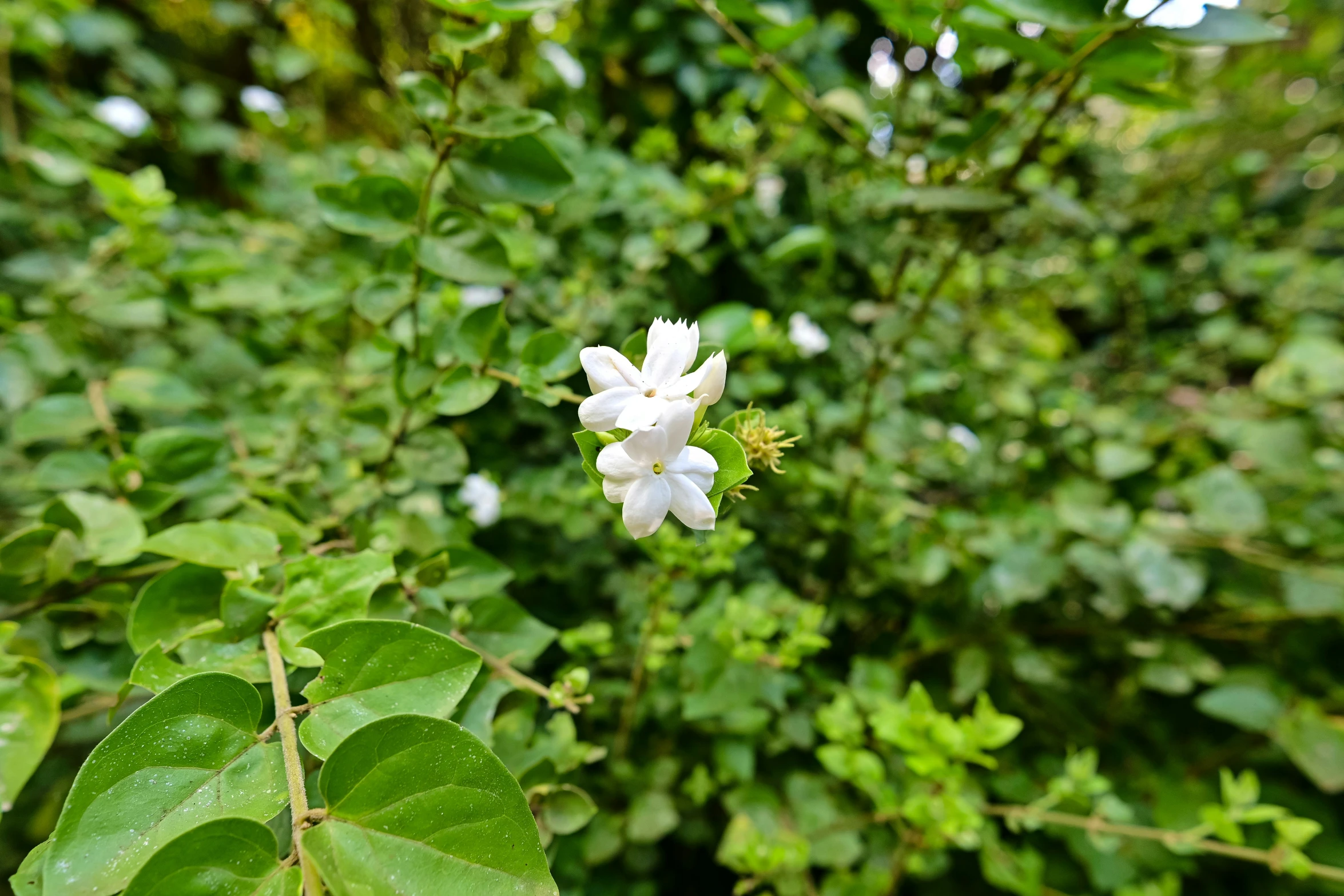 a flower with many green leaves near a shrub