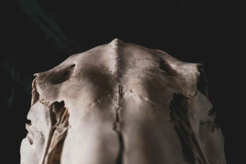 a closeup of the back side of an animal's head