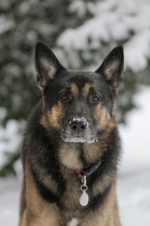 a german shepherd with snow on its face