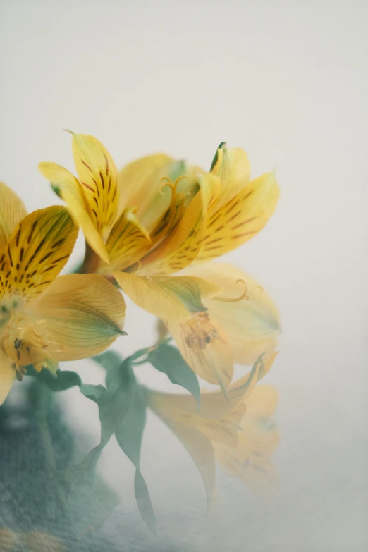 a bunch of yellow flowers floating in a glass vase