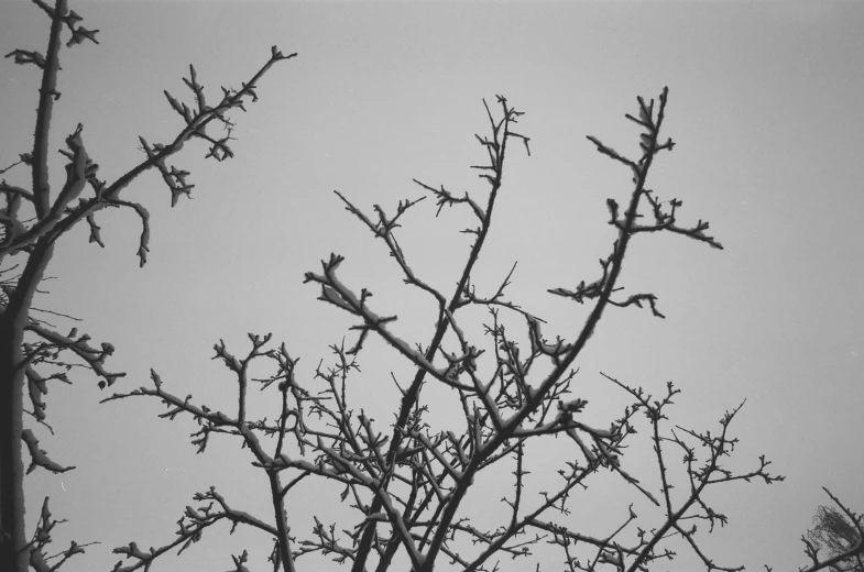 black and white po of tree nches and leaves with sky background