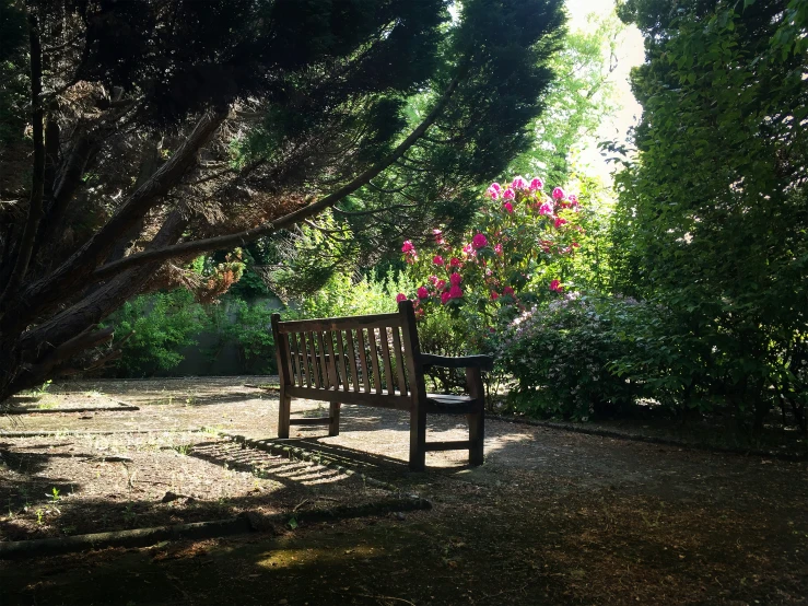 a wooden bench is near a forest filled with flowers