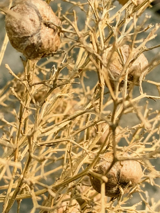 closeup of a bush with flowers and dirt