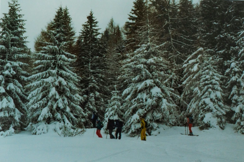 some snow skiers trees and snow shoes